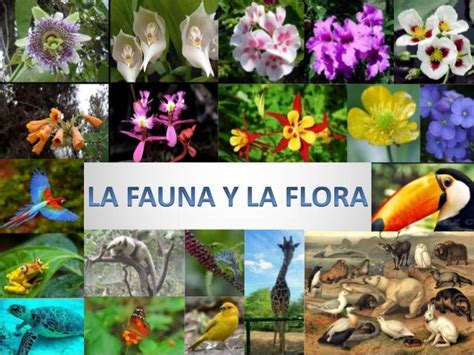 Flora Y Fauna Busana Kita