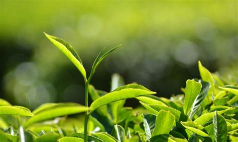 Growing And Producing Tea Growing Tea Howstuffworks