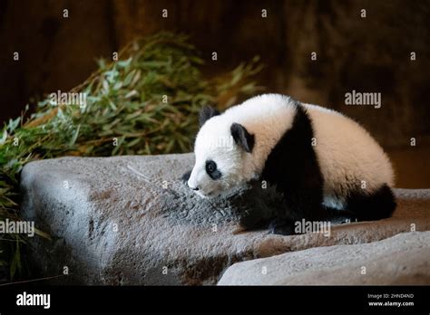 Cute Five Months Old Panda Cub Standing On A Rock At The Zoo Stock