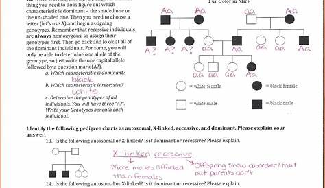 pedigree practice worksheets answers
