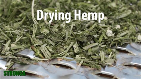 Harvesting Drying And Extracting Cbd From Hemp Drying Hemp With