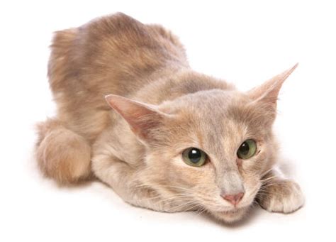 Oriental Bicolor Longhair Cat Breed Profile Information Cozy Cat Central