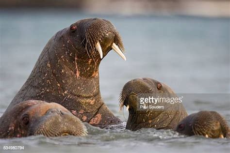 Walrus Feeding Photos And Premium High Res Pictures Getty Images