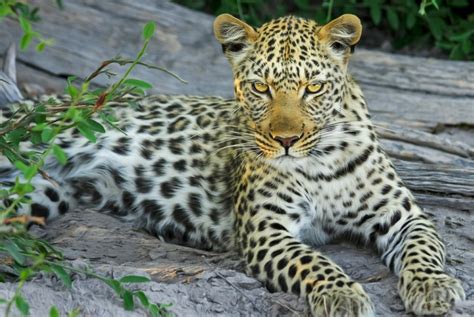 28 Amazing Facts About Leopards The Ultimate List