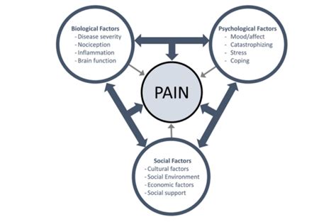 Revisiting The Biopsychosocial Model Of Pain For Massage Therapists Hot Sex Picture