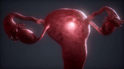 Female Reproductive System Anatomy Stock Motion Graphics Sbv 338374545