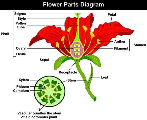 Male And Female Part Of Flower Male And Female Flower Parts Pitulasabungo