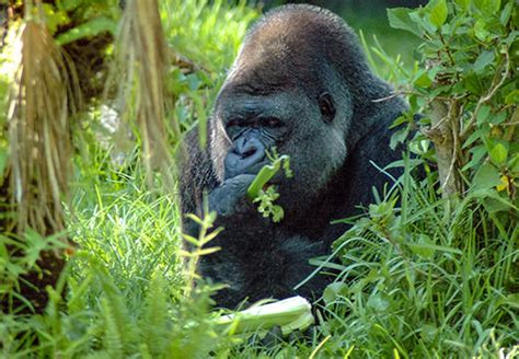 What A Gorillas Diet Comprises Gorilla Trekking Tours Volcanoes Park