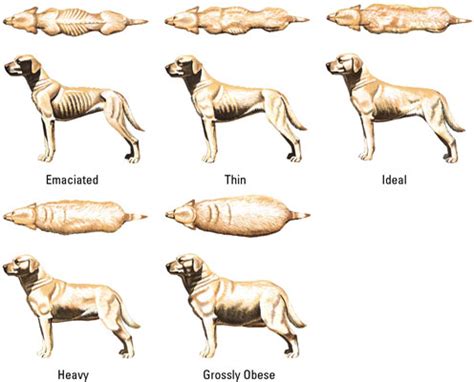 Sadly, like so many other purebred dogs, they are at risk of certain it's important to keep a close eye on you french bulldog's weight as they can be known to put weight on easily which can make exercising and breathing. What Is The Ideal French Bulldog Weight?