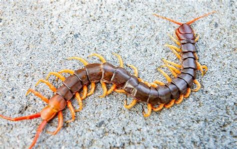 How Poisonous Are The Centipedes In Denton