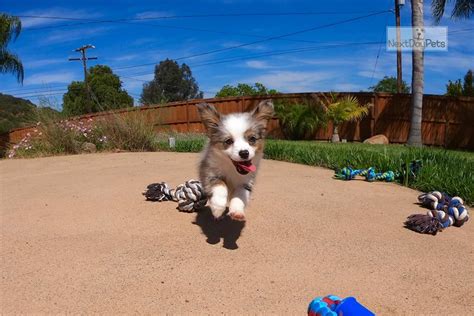 Our counselors will help you choose the best canine for your home & lifestyle. Kumo: Miniature Australian Shepherd puppy for sale near San Diego, California. | a4d332ce-4901