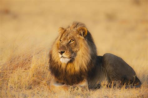 Africas Top 12 Safari Animals And Where To Find Them