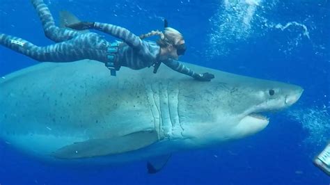 Diver Swims With Record Breaking 20 Foot Great White Shark Worlds Biggest Youtube
