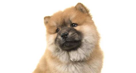 Miniature Chow Chow Everything You Need To Know About This Fluffy Pup