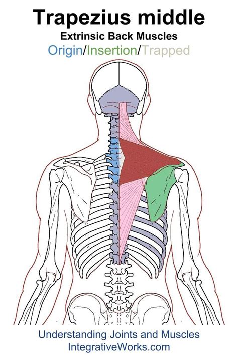 Trigger Points Sore Shoulder From Strap Or Lifting Overhead Back