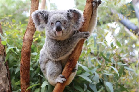 The Meaning And Symbolism Of The Word Koala