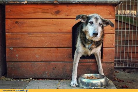 Ciapkowo Schronisko Dla Bezdomnych Zwierząt - OTOZ Animals Schronisko "Ciapkowo" Gdynia- Meksyk « Oddam psa « Adopcje