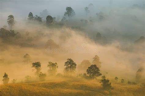Beautiful Foggy Sunrise Mist Covered Mountain Forest Landscape Top View
