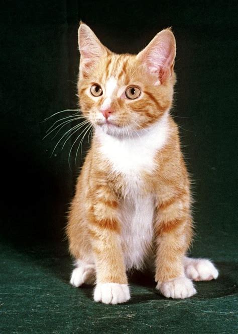 Orange Tabby Kitten Photograph By Larry Allan Pixels