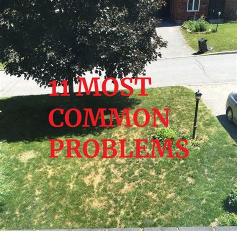 Quick Fixes For The 11 Most Common Lawn Problems Diy Lawn Expert