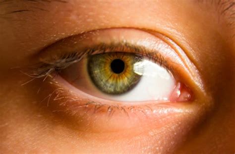 Hazel Eye Colour Facts What Are Hazel Eyes All About Vision
