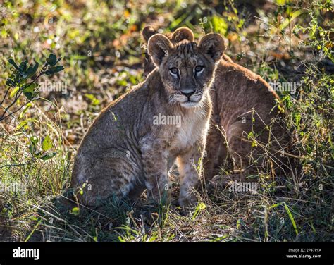 Africa Botswana Okavango Delta Two Baby Cub Lions Rest In The Shade