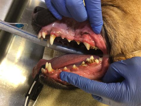 Dog Dental Care Vida Vet Denver And Centennial Co