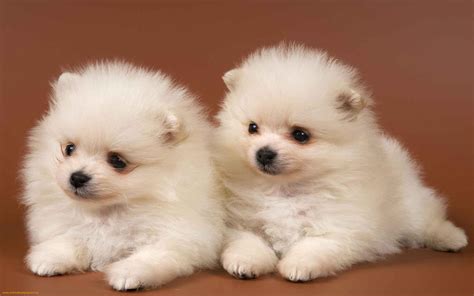 Cute Puppy Backgrounds Wallpaper Cave