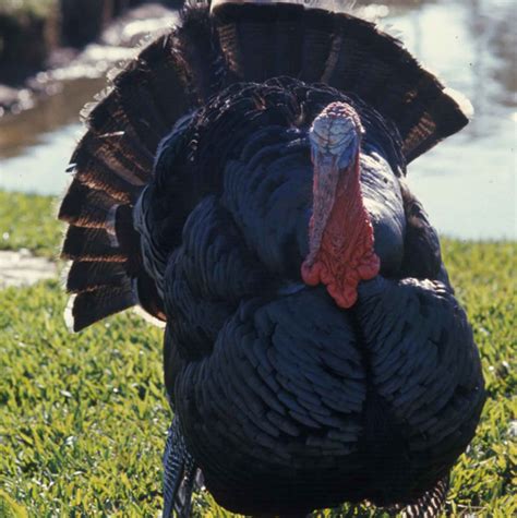 Free Picture Up Close Domestic Turkey