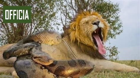 Amazing Predators Fight Big Battle Animals Lion Vs Anaconda Monkey