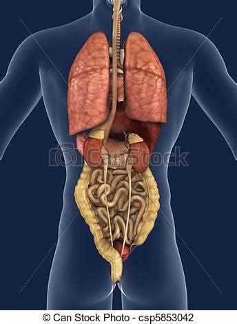 Disposes of debris in the lymphatic stream. Internal organs back view. 3d render of the internal ...