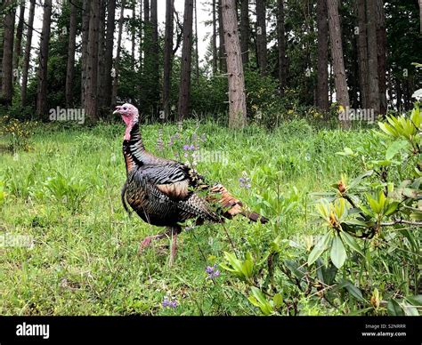 Suburban Wildlife Hi Res Stock Photography And Images Alamy