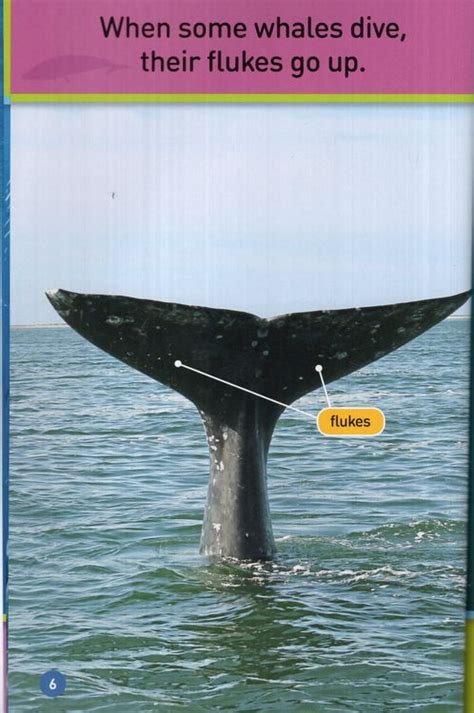 Whales National Geographic Kids Readers