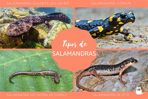 Tipos de SALAMANDRAS Características exemplos e habitat com FOTOS