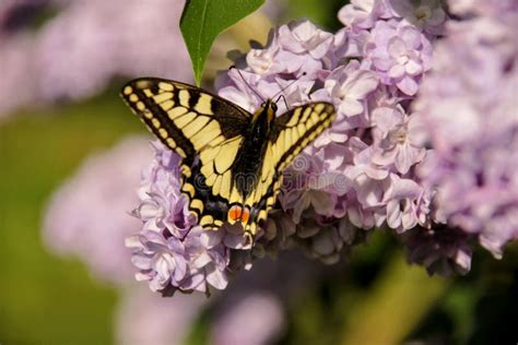 Eastern Tiger Swallowtail Butterfly In Spring In Garden With Purple