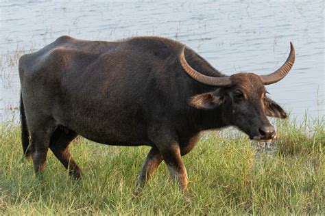 Bubalus Bubalis Domestic Water Buffalo Female Bovidae Flickr