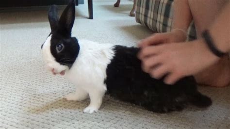 Bad Rabbit Being Tickled Then Splooting Youtube