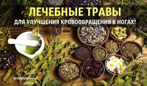 Лечебные травы для улучшения кровообращения в ногах. | Трава, Здоровье ...