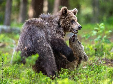 Brown Bear Cubs Playfully Fighting In Summer Forest Scientific Name