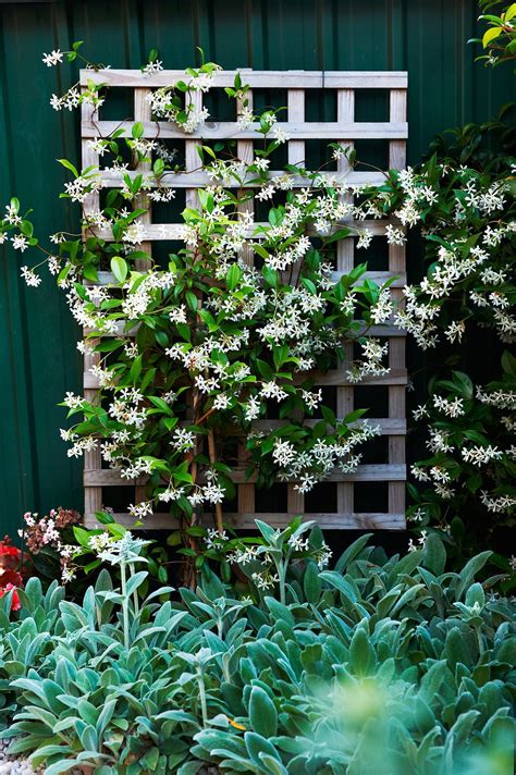 Gallery The Ultimate Guide To Climbing Plants Homes