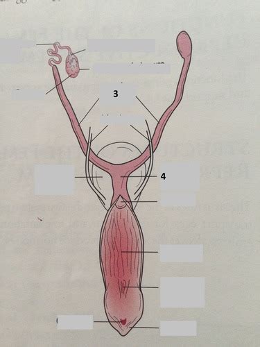 Female Cat Reproductive System Flashcards Quizlet