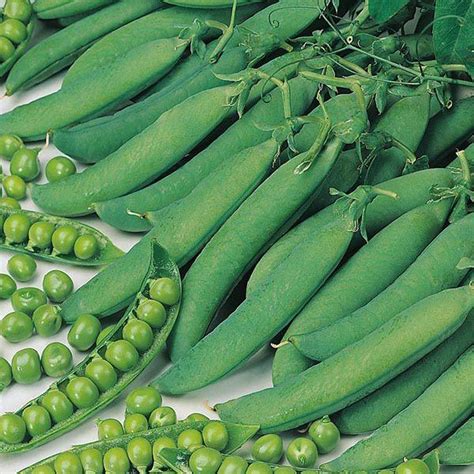 Pea Hurst Greenshaft Seeds Snape And Sons