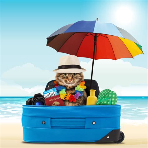 Pet Minding Solutions Consider When Planning A Holiday