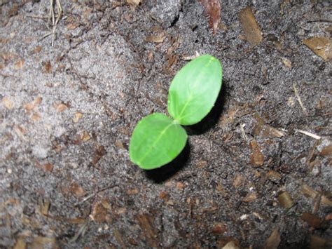 If you want to prevent yellow leaves on your cucumber plants and keep them healthy, follow the preventive measures mentioned above. Growing Food in Florida: Germinating cucumber seeds in ...