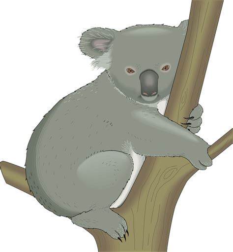 Koala Hugging Tree Clipart Free Download Transparent Png Creazilla