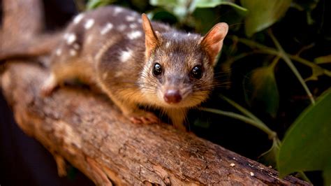 This Endangered Australian Marsupial Was Set To Make A