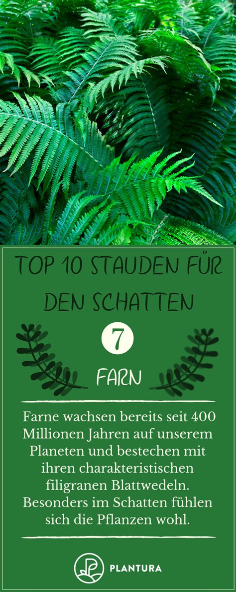 Christrosen blühen weiß, cremeweiß, und reichen von zarten rosatönen bis hin zu dunklem rot. Stauden für den Schatten: Unsere Top 10 - Plantura ...