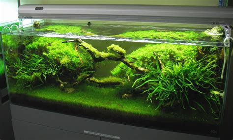 Really hits home in this one since it seems like ryan just. Pics Collection of Truly Inspired Aquascape ~ The Fancy Flora