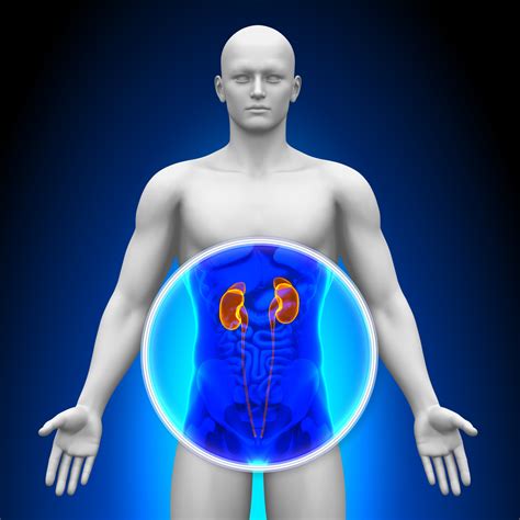 What Are The Symptoms Of Kidney Cancer Top Urologist Nyc