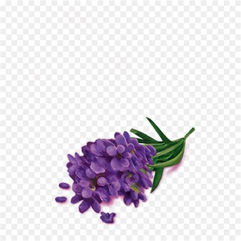 Lavender Flowers Lavender PNG Stunning Free Transparent Png Clipart